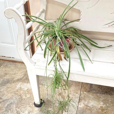 LOT 200: Collection of Four Assorted Live Houseplants