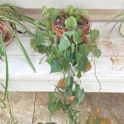LOT 200: Collection of Four Assorted Live Houseplants