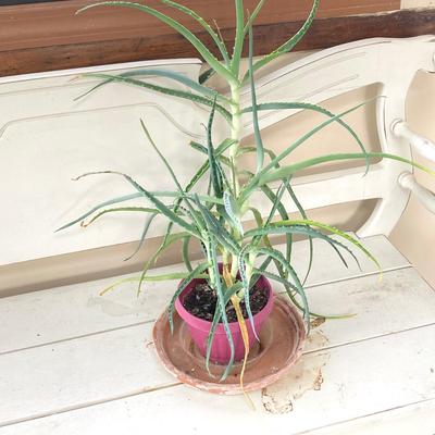 LOT 200: Collection of Four Assorted Live Houseplants