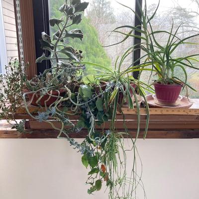 LOT 200: Collection of Four Assorted Live Houseplants