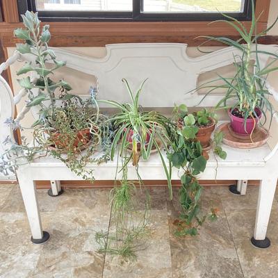 LOT 200: Collection of Four Assorted Live Houseplants