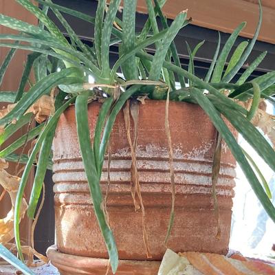 LOT 202: Beautiful Live House Plants in Terracotta Planters - Jade and Aloe
