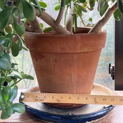 LOT 202: Beautiful Live House Plants in Terracotta Planters - Jade and Aloe