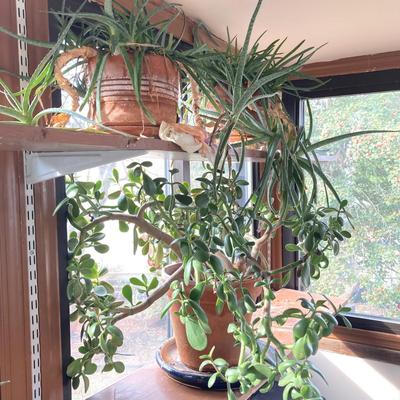 LOT 202: Beautiful Live House Plants in Terracotta Planters - Jade and Aloe