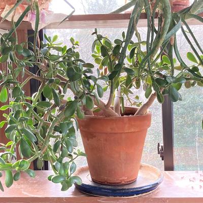 LOT 202: Beautiful Live House Plants in Terracotta Planters - Jade and Aloe