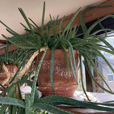 LOT 202: Beautiful Live House Plants in Terracotta Planters - Jade and Aloe