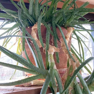 LOT 202: Beautiful Live House Plants in Terracotta Planters - Jade and Aloe