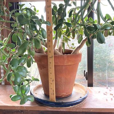 LOT 202: Beautiful Live House Plants in Terracotta Planters - Jade and Aloe