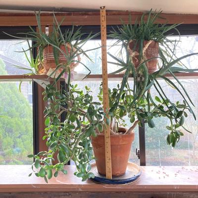 LOT 202: Beautiful Live House Plants in Terracotta Planters - Jade and Aloe