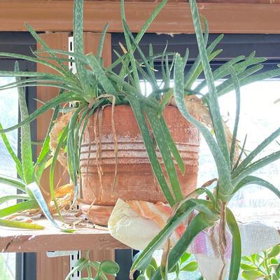 LOT 202: Beautiful Live House Plants in Terracotta Planters - Jade and Aloe