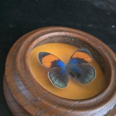 Home decor - large, corked jar - candle holders - and a framed specimen of an Asterope Sapphira butterfly