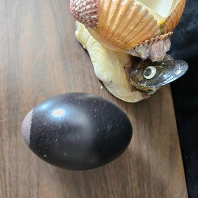 A collection of larger sized sea shells