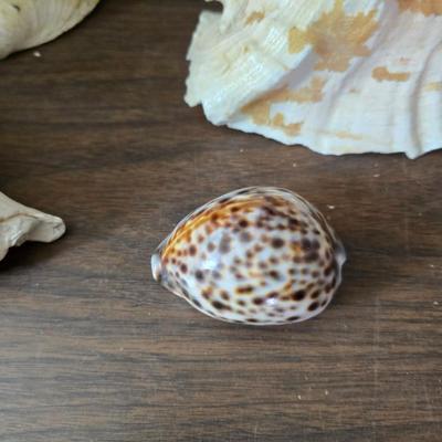 A collection of larger sized sea shells