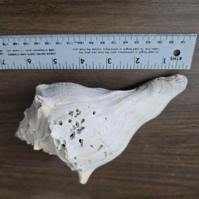 A collection of larger sized sea shells