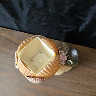 A collection of larger sized sea shells