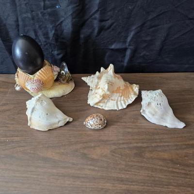 A collection of larger sized sea shells