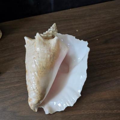 A collection of larger sized sea shells