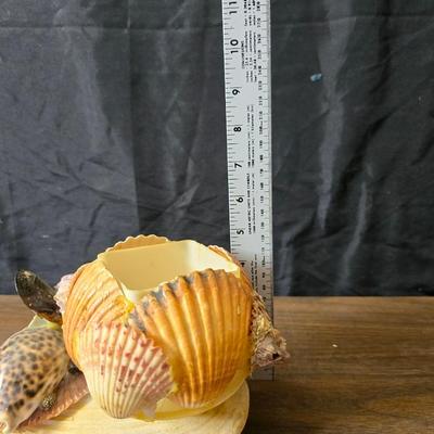 A collection of larger sized sea shells