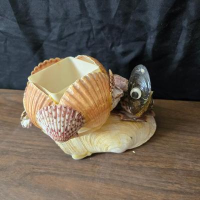 A collection of larger sized sea shells