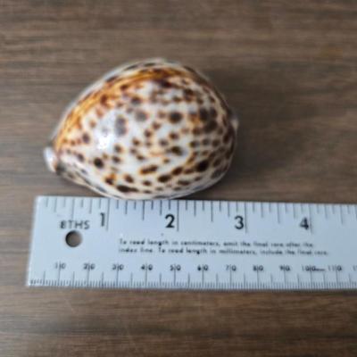 A collection of larger sized sea shells