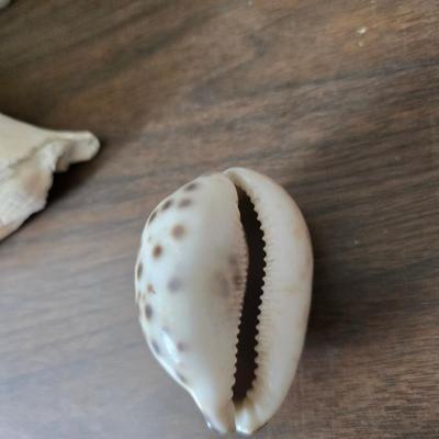 A collection of larger sized sea shells