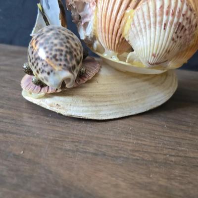 A collection of larger sized sea shells