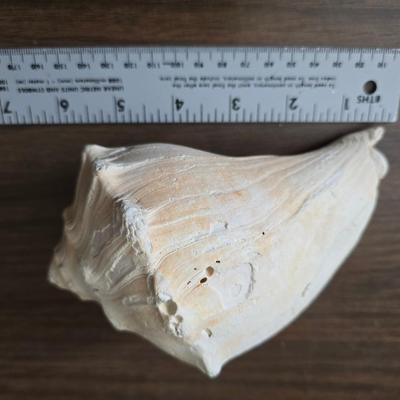 A collection of larger sized sea shells