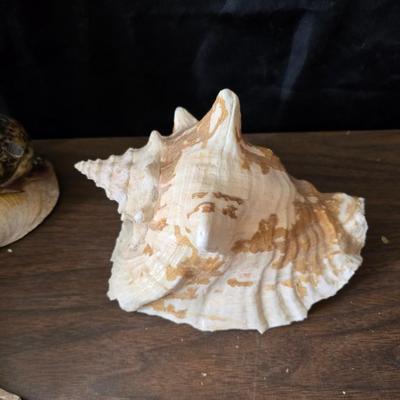 A collection of larger sized sea shells
