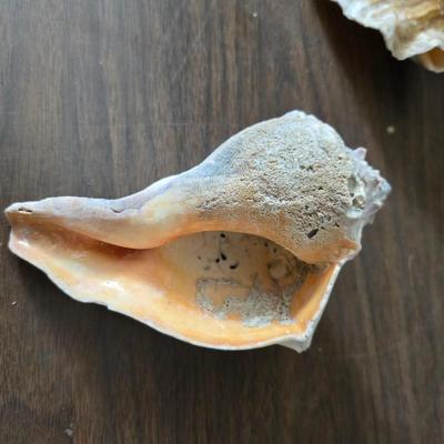 A collection of larger sized sea shells