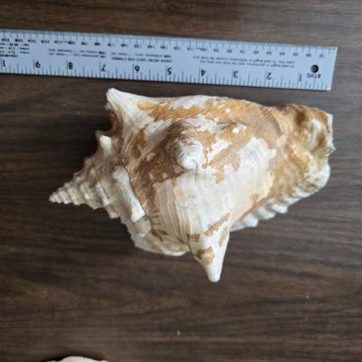 A collection of larger sized sea shells