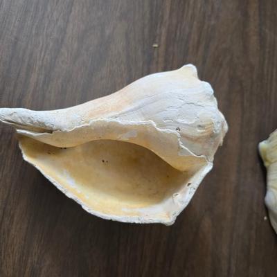 A collection of larger sized sea shells