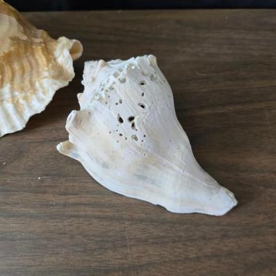 A collection of larger sized sea shells