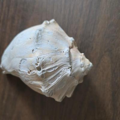 A collection of larger sized sea shells