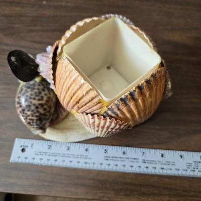 A collection of larger sized sea shells