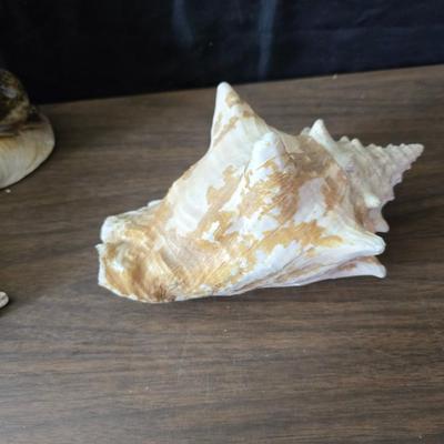 A collection of larger sized sea shells