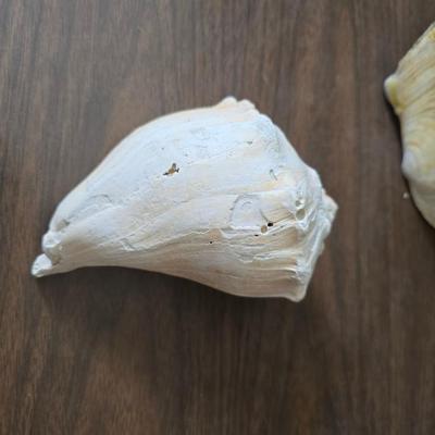 A collection of larger sized sea shells