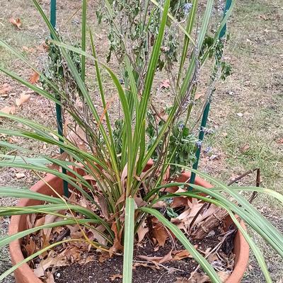 LOT 233: Set of (5) Pottery Planters