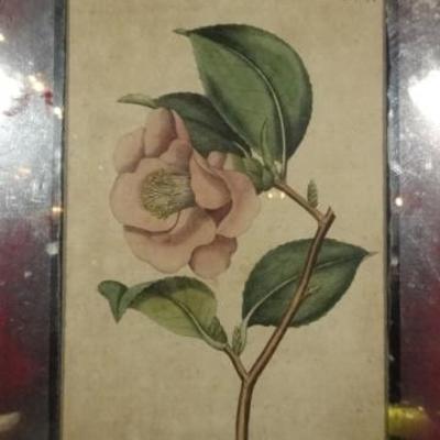 LOT 97C: PAIR VINTAGE FRAMED BOTANICAL PRINTS