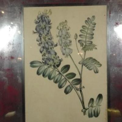 LOT 97C: PAIR VINTAGE FRAMED BOTANICAL PRINTS
