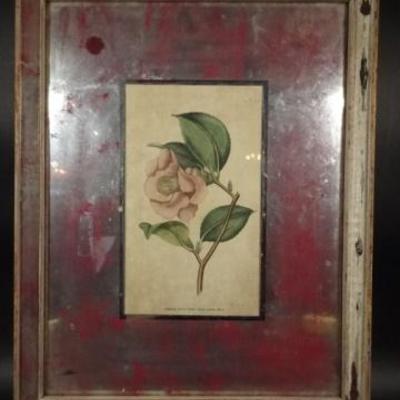 LOT 97C: PAIR VINTAGE FRAMED BOTANICAL PRINTS