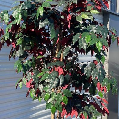 Sale Photo Thumbnail #167: About 6 feet tall