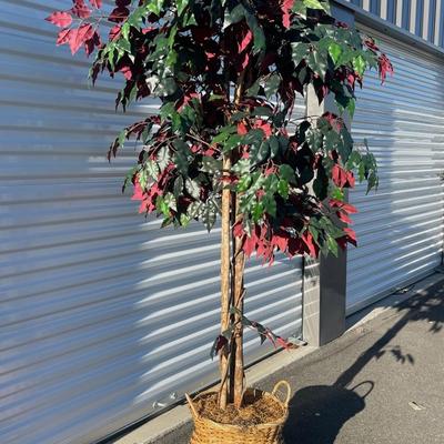 Sale Photo Thumbnail #166: About 6 feet tall