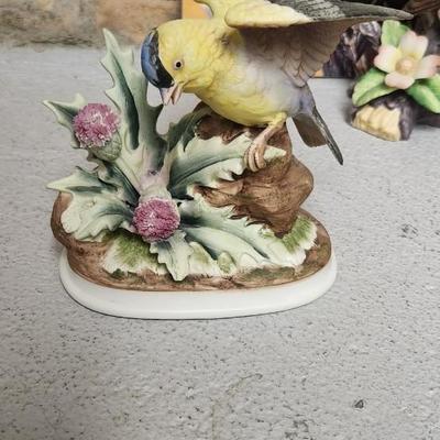 Sale Photo Thumbnail #187: Bird lot...lot of birds