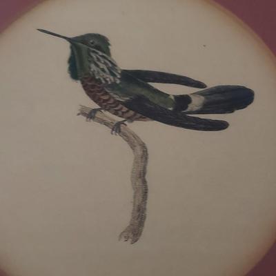 Vintage Hummingbird Prints (D-KD)