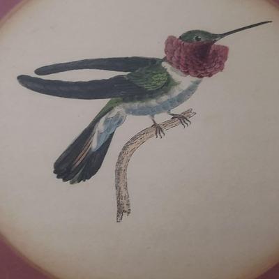 Vintage Hummingbird Prints (D-KD)