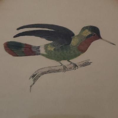 Vintage Hummingbird Prints (D-KD)
