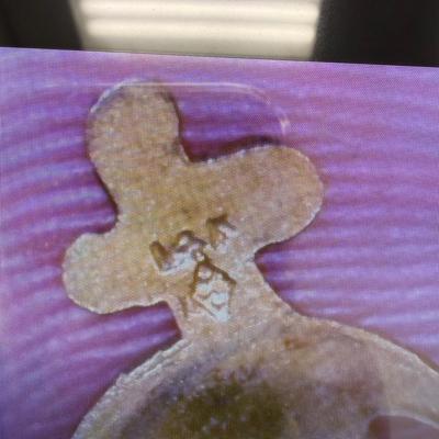 Masonic Pins, 10K NJJS Pin, Lion’s Club Pins + AVL (ST-SS)