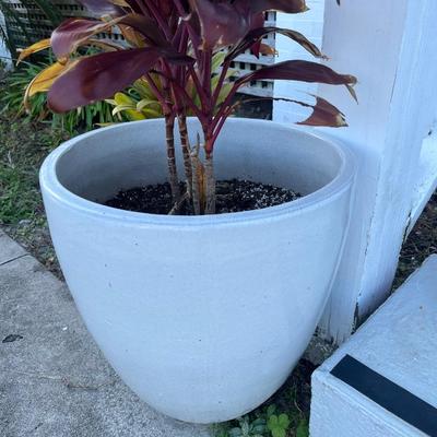 Sale Photo Thumbnail #240: Two potted cordyline plants