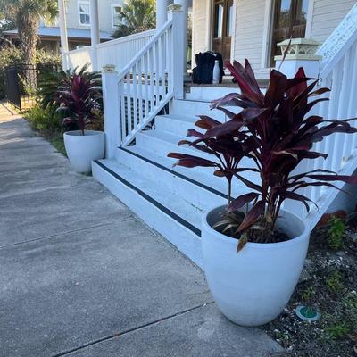 Sale Photo Thumbnail #238: Two potted cordyline plants