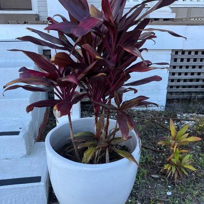 Sale Photo Thumbnail #239: Two potted cordyline plants